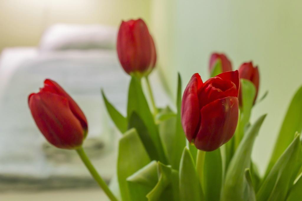 Flower Rooms Krakow Dış mekan fotoğraf